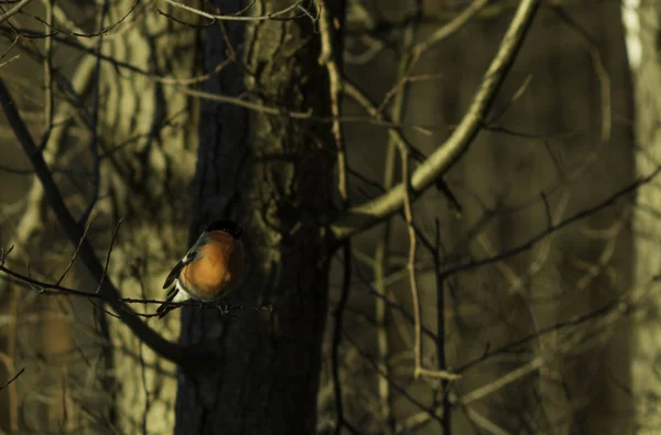 Bullfinch Siting Bare Tree — Stock Photo, Image