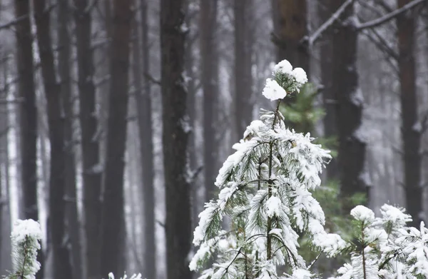 Cristmas Drzewo Jest Krycie Przez Śnieg — Zdjęcie stockowe