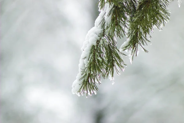 Cristmas Drzewo Jest Krycie Przez Śnieg — Zdjęcie stockowe