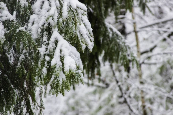 Cristmas Drzewo Jest Krycie Przez Śnieg — Zdjęcie stockowe