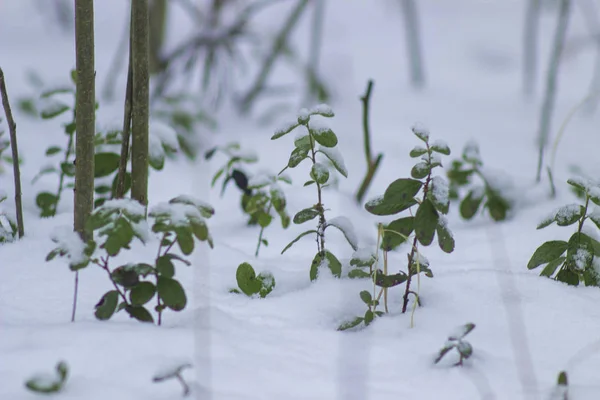 Cristmas Drzewo Jest Krycie Przez Śnieg — Zdjęcie stockowe