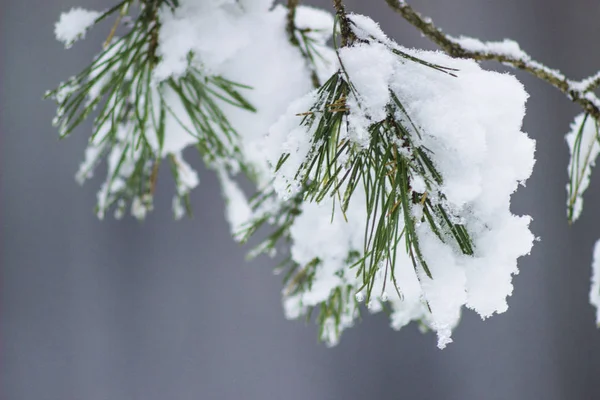 Cristmas Drzewo Jest Krycie Przez Śnieg — Zdjęcie stockowe