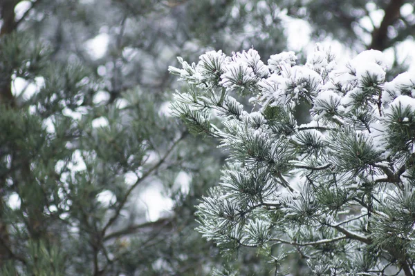 Cristmas Drzewo Jest Krycie Przez Śnieg — Zdjęcie stockowe