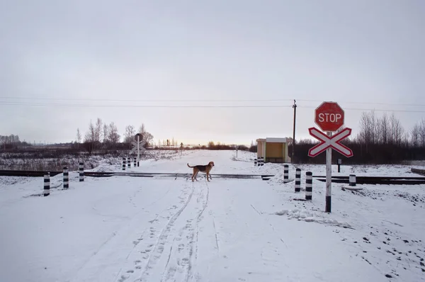 Cruzamento Ferroviário Inverno Sinais Rodoviários Tráfego Sem Escala Proibido Caminho — Fotografia de Stock