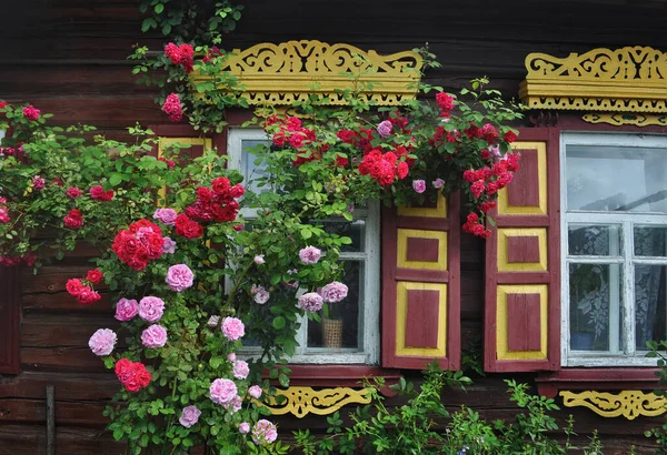 Розовый Куст Фоне Дома Резными Деревянными Окнами — стоковое фото
