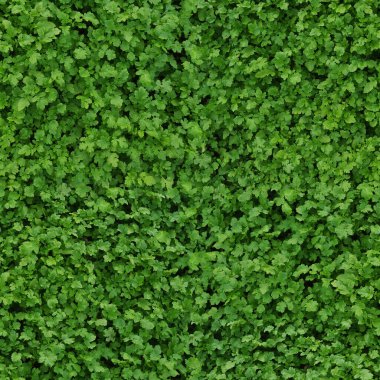 Yaprak hardalından oluşan kusursuz tekrarlayan doku