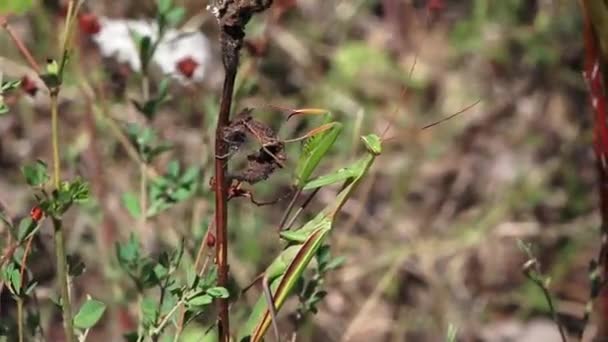 Mantis Religiosa Peygamber Devesi — Αρχείο Βίντεο