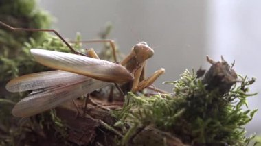 peygamberdevesi besliyor.