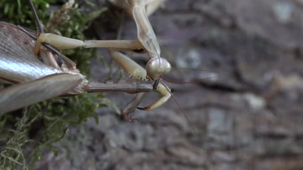 Mantis Σίτιση Peygamberdevesi Beslenme — Αρχείο Βίντεο