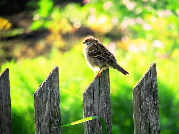 Sonniger Sommertag Dorf — Stockfoto