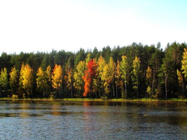     Gölet e yakın sonbahar ormanı