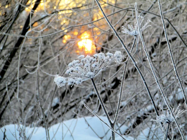 Ice Umbrellas Frozen Pond — Stock Photo, Image