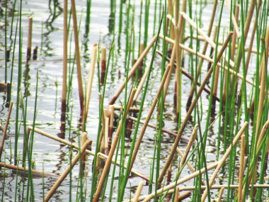 Doğayla olan komünyondan istediğiniz kadar ışık ve ihtiyacınız olduğu kadar cesaret ve güç getireceksiniz.