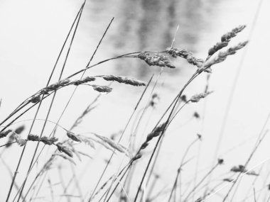 Anavatanınızın doğasını kendi gözlerinizle ya da bir kitabın yardımıyla öğrenebilirsiniz.