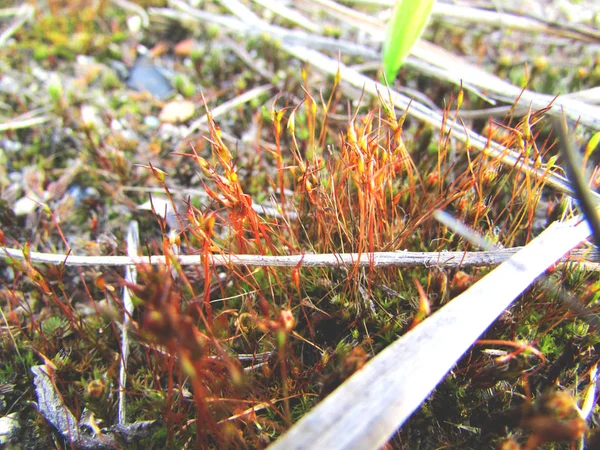 Como Gran Artista Naturaleza Capaz Lograr Grandes Efectos Con Pequeños — Foto de Stock