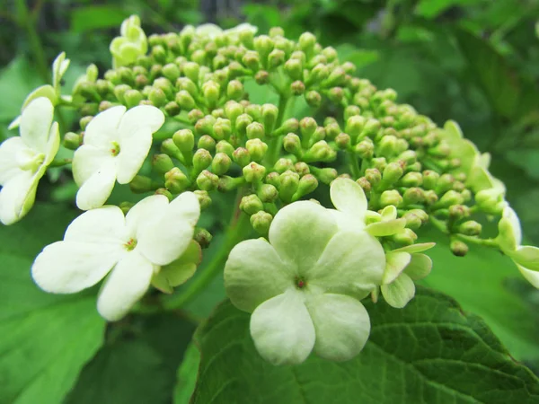 Flores Hortensias Blancas Corta Distancia — Foto de Stock