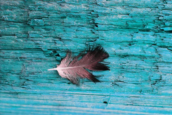 Bird feather on turquoise wooden background