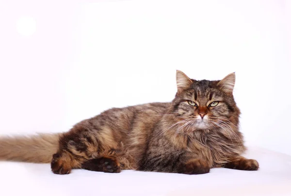 smart cat on a white background