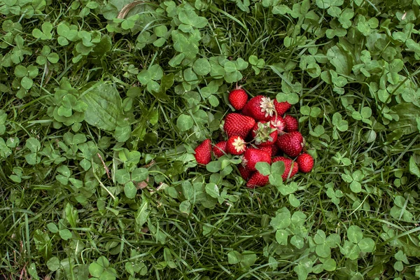 草と花の上のイチゴ — ストック写真