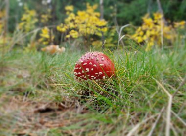 Ama çok zehirli Orlytsky dağların yüksekliği üzerinde eşsiz bir iyi mantar