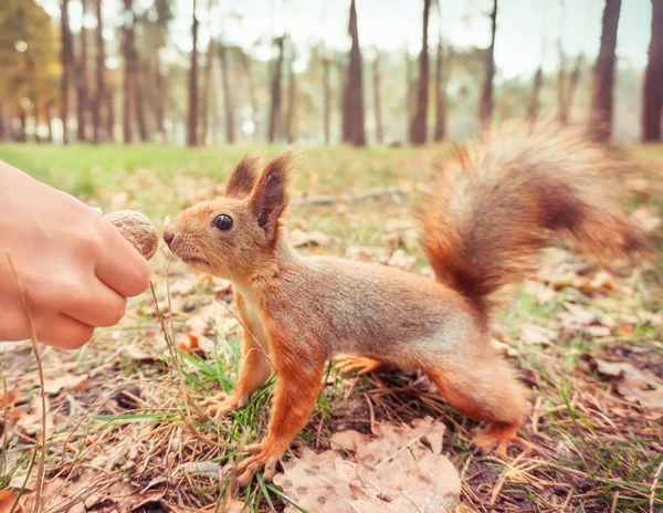 Handfütterung Eines Roten Eichhörnchens Herbst — Stockfoto