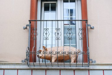 Hattingen, Almanya - 14 Haziran 2025: Domuz heykeli Hattingen 'deki tarafsız bir duvar zeminine karşı dekoratif bir balkon korkuluğunda dinleniyor..