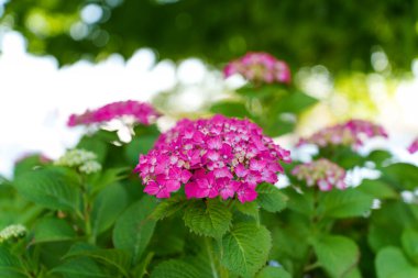 Parlak pembe ortanca çiçeklerinin yakın görüntüsü güneşli bir bahçede canlı yeşil yaprakların arasında çiçek açıyor..