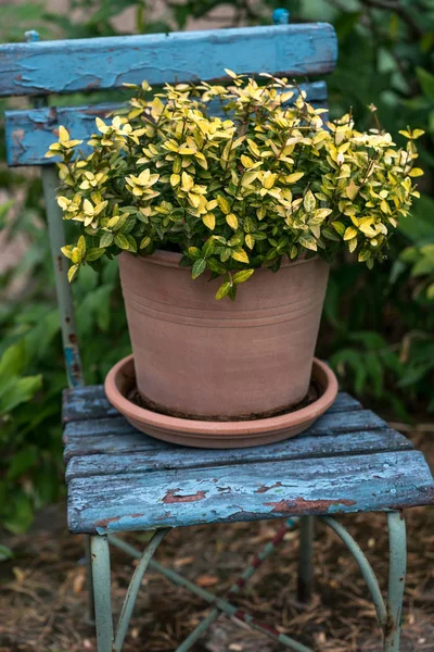 Kırmızı kil pot ayakta soyulması boya doğal ışık arka bahçesinde ile mavi bir sandalyede bush (Euonymus japonicus) yeşil ve sarı Japon iğ