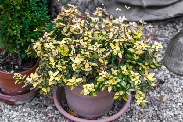 Kırmızı kil pot ayakta soyulması boya doğal ışık arka bahçesinde ile mavi bir sandalyede bush (Euonymus japonicus) yeşil ve sarı Japon iğ