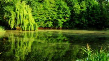 ağaçların arasında göl