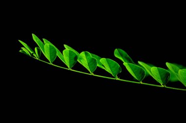 Siyah arkaplanda yeşil yapraklar