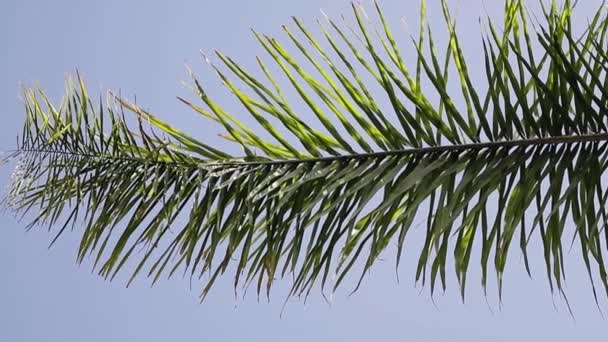 热带原始景观 在蓝天背景上拥有椰子树的顶部 热带假期 — 图库视频影像
