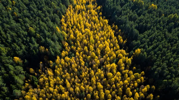 Çam ağaçlarından oluşan sonbahar ormanı ve diğer ağaçlar büyülü sonbaharın samimi bir havasını yarattılar. İHA 'dan ateş ediliyor. Üst görünüm.