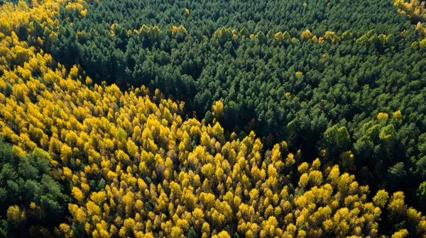 Çam ağaçlarından oluşan sonbahar ormanı ve diğer ağaçlar büyülü sonbaharın samimi bir havasını yarattılar. İHA 'dan ateş ediliyor. Üst görünüm.