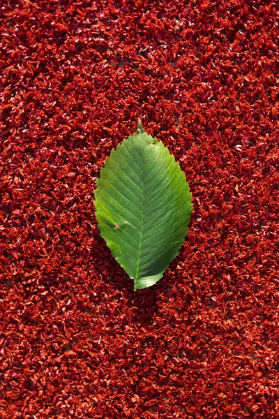 Yeşil yaprak kırmızı bir arka plan üzerinde yatıyor. Sonbaharın renkleri ve ruh hali. yukarıdan görünüm