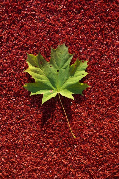 Kanada akçaağacının yeşil yaprağı kırmızı bir arka plan üzerinde dir. Sonbaharın renkleri ve ruh hali. yukarıdan görünüm