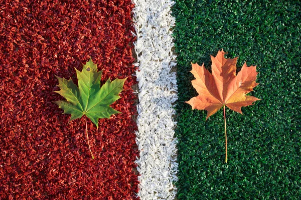 Kanada akçaağacının kırmızı yaprağı yeşil bir arka plan üzerinde, yeşil yaprak ise beyaz bir çizgiyle ayrılmış kırmızı bir arka plan üzerinde yer alır. Sonbaharın renkleri ve ruh hali. yukarıdan görünüm