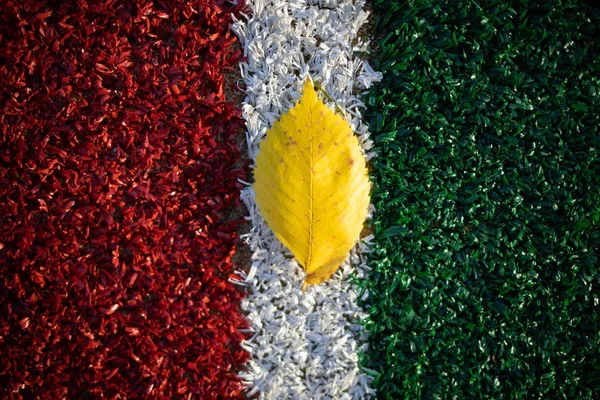 on a red and green background the white leaf from the tree lies separated by a white stripe. The colors and mood of autumn. view from above