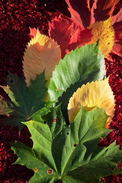 Green, yellow and red leaves are a gradient on a red background. The colors and mood of autumn. Top view.