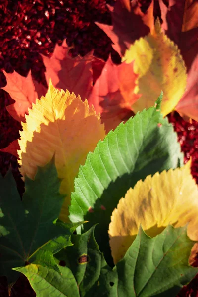 Green, yellow and red leaves are a gradient on a red background. The colors and mood of autumn. Top view.