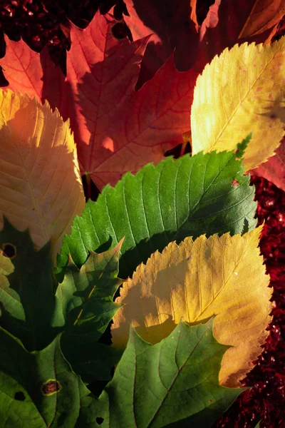 Yeşil, sarı ve kırmızı yapraklar kırmızı arka plan üzerinde bir degrade vardır. Sonbaharın renkleri ve ruh hali. Üstte görüntü.