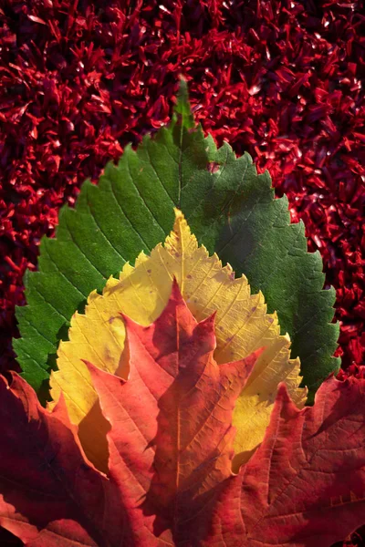 Yeşil, sarı ve kırmızı yapraklar kırmızı arka plan üzerinde bir degrade vardır. Sonbaharın renkleri ve ruh hali. Üstte görüntü.
