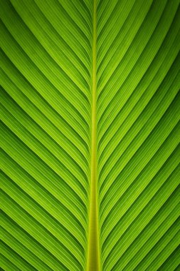 Yeşil yaprakların doğasını kapat, ECO fikir geçmişi, arka plan için doğal doku.