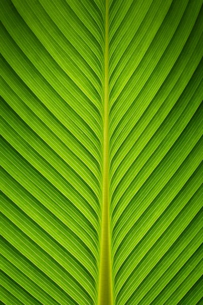 Fechar Natureza Das Folhas Verdes Fundo Conceito Ideia Eco Textura — Fotografia de Stock