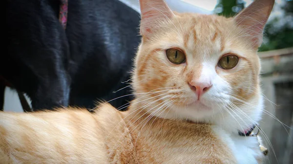 Turuncu Zencefilli Kedi Bahçede Rahatlamış Kameraya Bakıyor Yüzüne Odaklanıyor — Stok fotoğraf