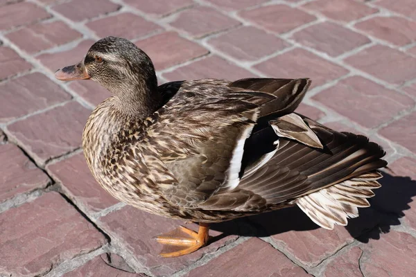 Mallardo Anas Platyrhynchos Hembra Gallina Pato Alemania Europa Park — Foto de Stock