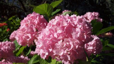 Güzel çiçekler açıyor, Almanya, Europa Park