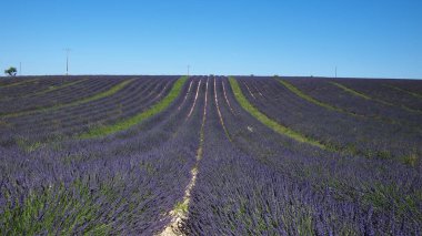 Valensole yakınlarındaki lavanta tarlaları, Provence, Fransa