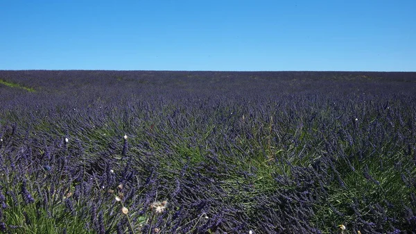 Levandulová Pole Okolí Valensole Provence Francie — Stock fotografie