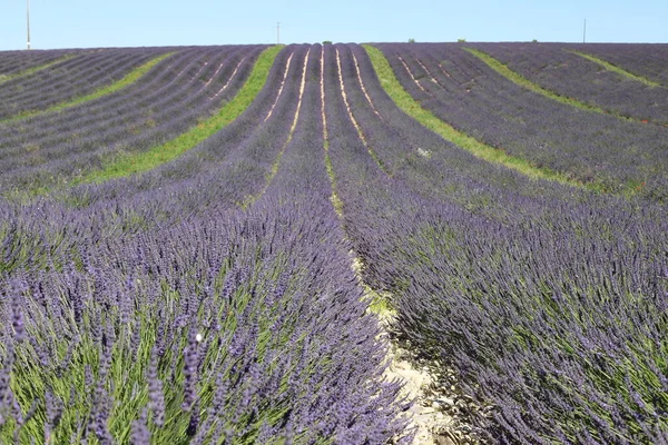 Levandulová Pole Okolí Valensole Provence Francie — Stock fotografie
